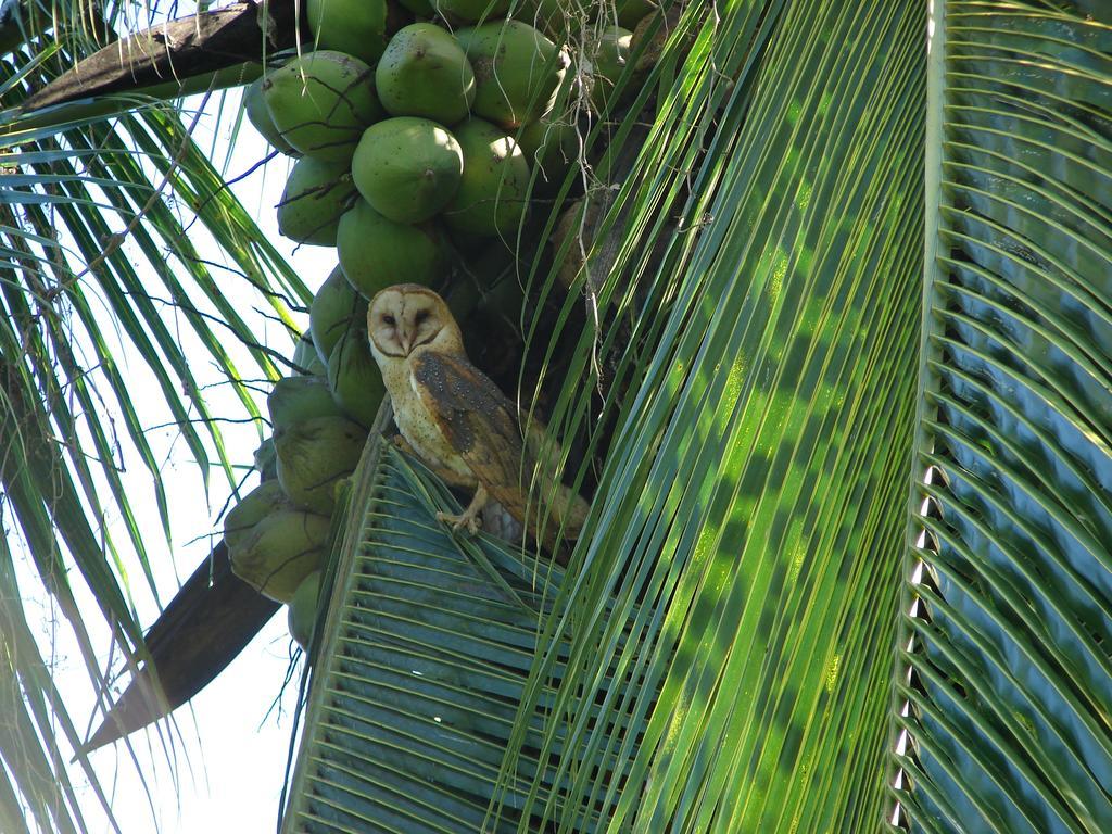 Babilonia Aparthotel Cahuita Exterior photo